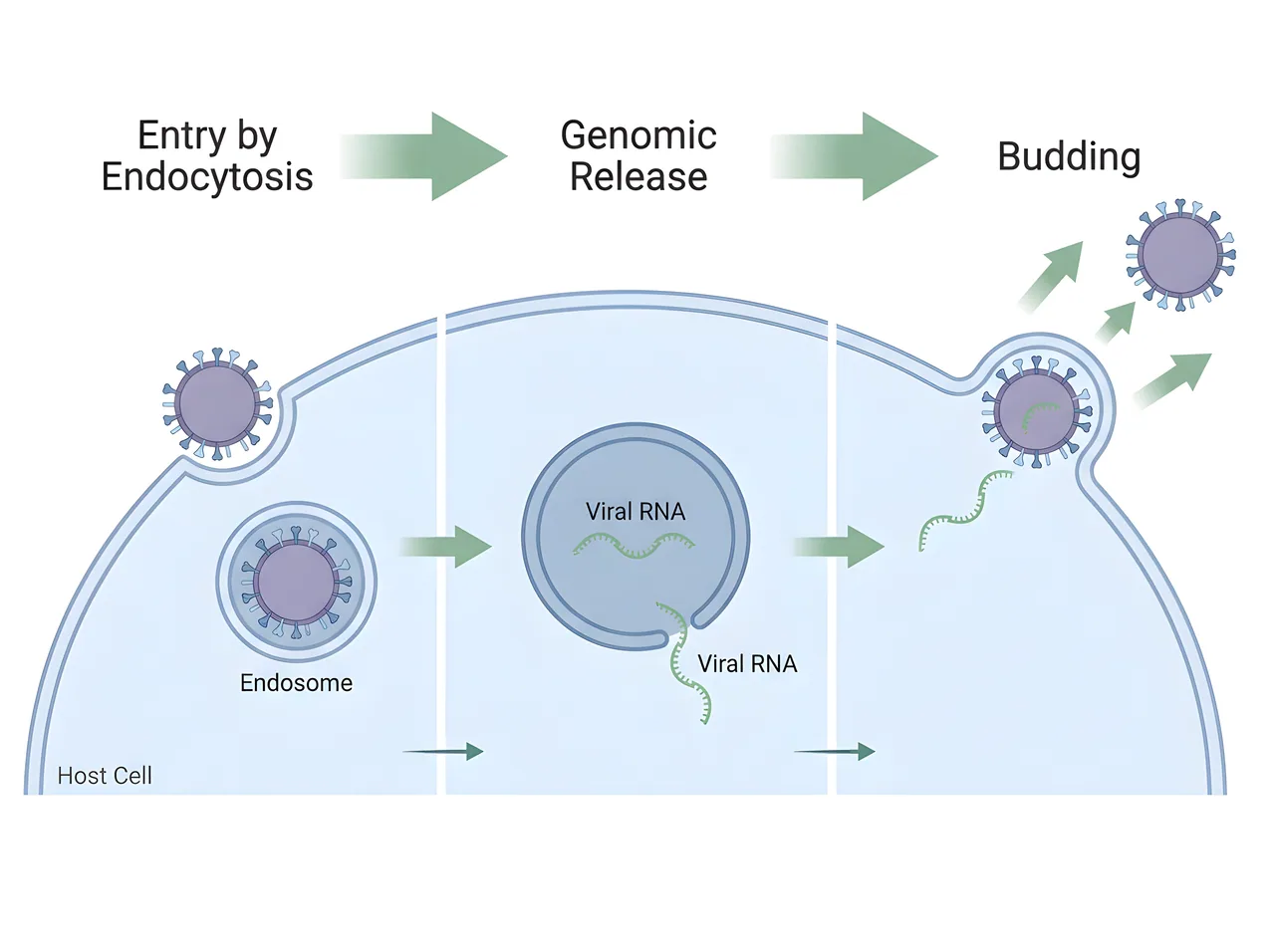 Infectious Disease